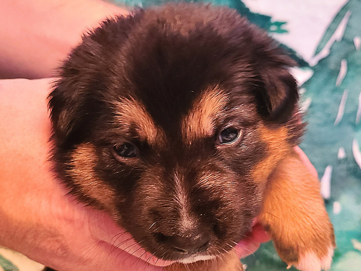 chinook puppy